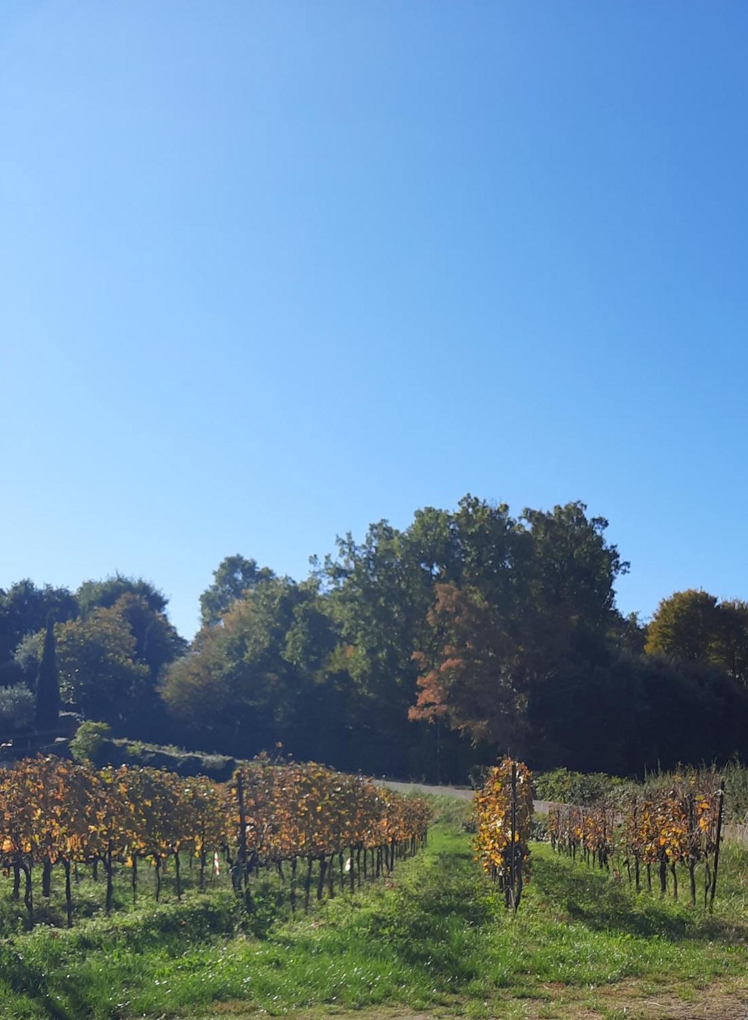 Acero Rosso B&B In Franciacorta 埃尔布斯科 外观 照片